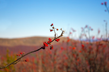 Bieszczady - Carpathians Mountains 