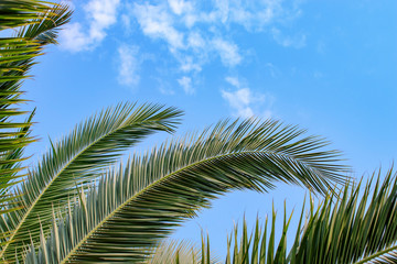 Palm tree, blue sky background, nature garden 