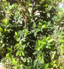 Background from green foliage bush. Botanical background.