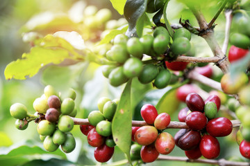 Closeup Arabica Coffee berrys bean ripening on the coffee trees with leaves at coffee garden. Foods and drink concept.
