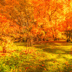 Autumn landscape Background. Fall scene panorama