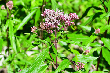 Eupatorium cannabinum L. (family Asteraceae) in the mountains of Abkhazia