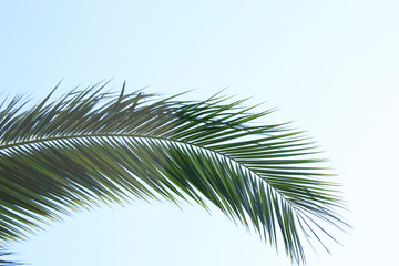 Palm tree, blue sky background, nature garden 