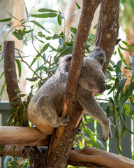 Sleeping Koala Bear