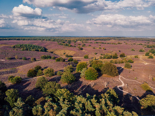 Posbank Drone view from above, blooming Heather fields at the Veluwezoom Posbank Netherlands