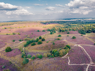 Posbank Drone view from above, blooming Heather fields at the Veluwezoom Posbank Netherlands
