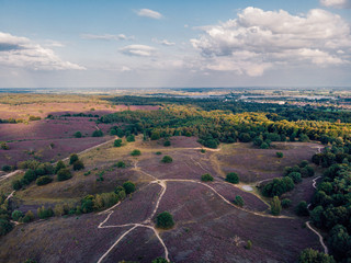 Posbank Drone view from above, blooming Heather fields at the Veluwezoom Posbank Netherlands