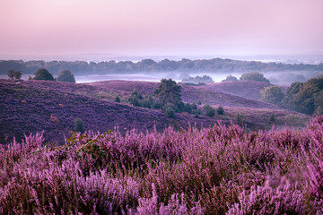 Posbank national park Veluwezoom, blooming Heather fields during Sunrise at the Veluwe in the Netherlands, purple hills of the Posbank