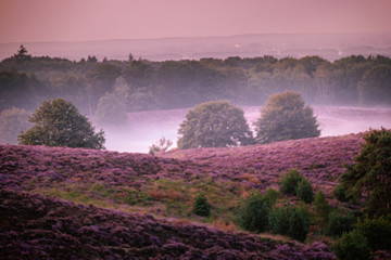Posbank national park Veluwezoom, blooming Heather fields during Sunrise at the Veluwe in the Netherlands, purple hills of the Posbank