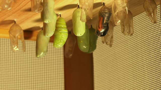 Monarch Butterfly emerges from its chrysalis and quickly grows its wings, time lapse.