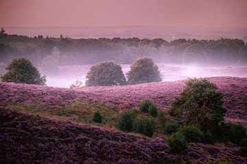 Posbank national park Veluwezoom, blooming Heather fields during Sunrise at the Veluwe in the Netherlands, purple hills of the Posbank