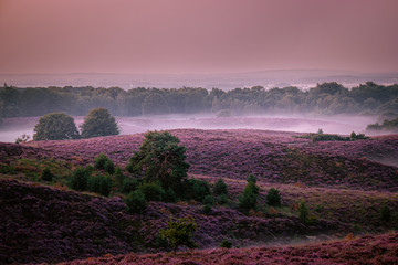 Posbank national park Veluwezoom, blooming Heather fields during Sunrise at the Veluwe in the Netherlands, purple hills of the Posbank