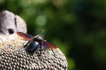 abeille charbonnière
