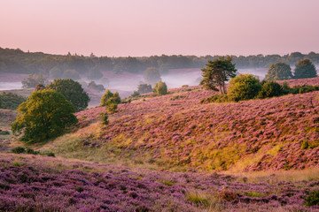 Posbank national park Veluwezoom, blooming Heather fields during Sunrise at the Veluwe in the Netherlands, purple hills of the Posbank