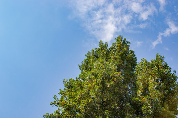Tree and leafs in beautiful green nature garden, natural color background