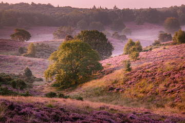 Posbank national park Veluwezoom, blooming Heather fields during Sunrise at the Veluwe in the Netherlands, purple hills of the Posbank