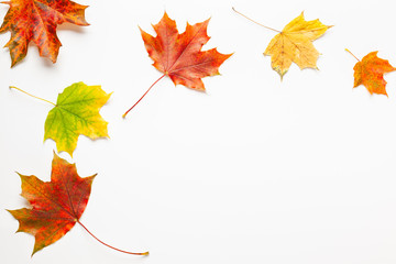 Autumn composition with maple leaves on white background. Autumn leaves background.  Flat lay, copy space.