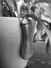 Nepenthes