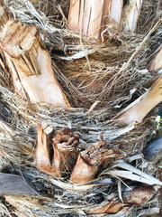 Palm tree trunk close up texture. Texture for design element.