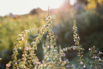 thyme plant in garden . sunset scene with sun in background