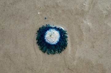 botton blue
