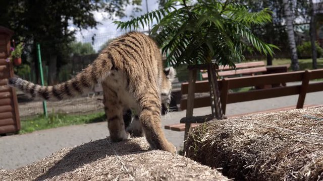 Close up video of tiger baby playing, walking, jumping and roaring in zoo. Beautiful and dangerous animal.