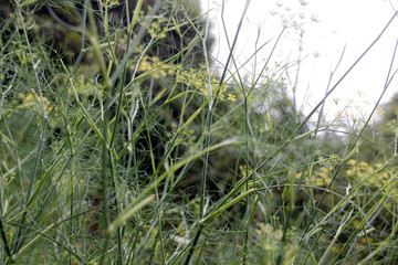 Vegetation in the countryside