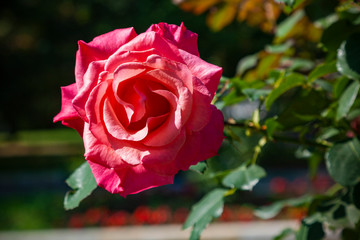 Perfectly shaped open red rose bud in the summer garden
