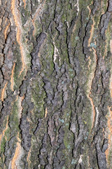 Closeup Embossed Tree Bark Texture for Background or Overlay