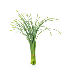 Green spring onion isolated on white background