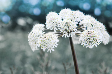 Close up of beautiful wild Southeastern flower isolated on gray background.