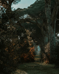 Obraz premium Pines path