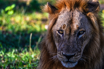 Naklejka premium Lionshead