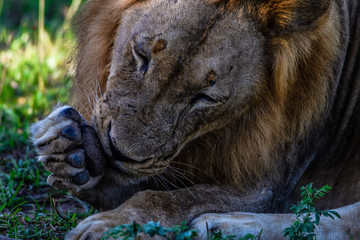 Lionshead