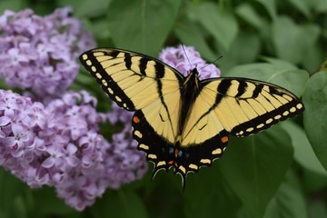 Naklejka premium butterfly on flower