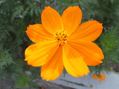 1 450 9 最適な オレンジの花 画像 ストック写真 ベクター Adobe Stock 1 450 9 最適な オレンジの花 画像 ストック写真 ベクター Adobe Stock