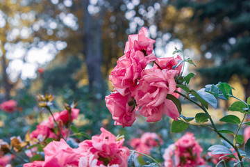 Beautiful flowers tree in a green nature garden background