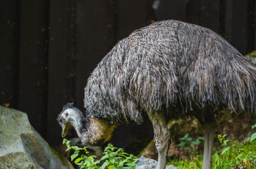 Emu na polanie © Dreamnordno