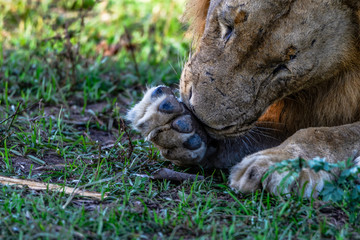 Lionshead