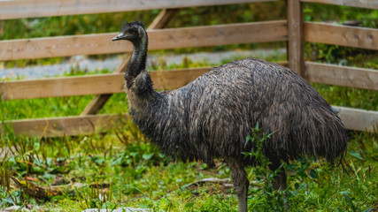 Emu na polanie © Dreamnordno