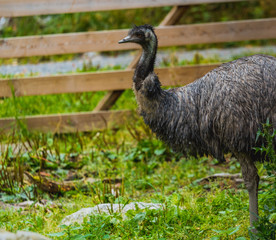 Emu na polanie © Dreamnordno