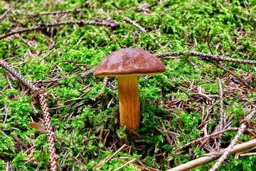 Imleria badia (Boletus badius) in forest