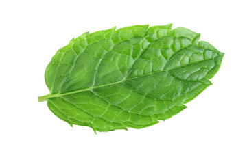 Obraz premium fresh mint leaves isolated on white background