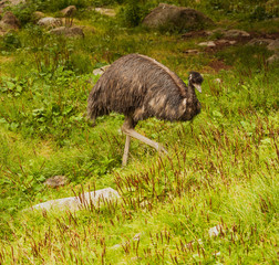Emu na polanie