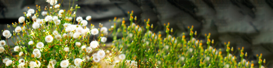 white flower in the grass