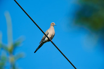 Mourning Dove (Zenaida macroura) perched on a wire, Cherry Hill, Nova Scotia, Canada