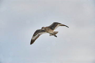 Willet (Catoptrophorus semipalmatus) in flight, Cherry Beach, Nova Scotia, Canada