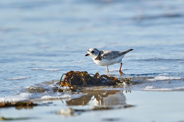 Piping Plover (Charadrius melodus) foraging on beach Cherry Beach, Nova Scotia, Canada