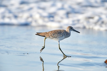 Willet (Catoptrophorus semipalmatus), Cherry Hill Beach, Nova Scotia, Canada