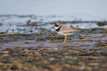 Semipalmated Plover (Charadrius semipalmatus) foraging along tidal edge Cherry Hill Beach, Nova Scotia, Canada
